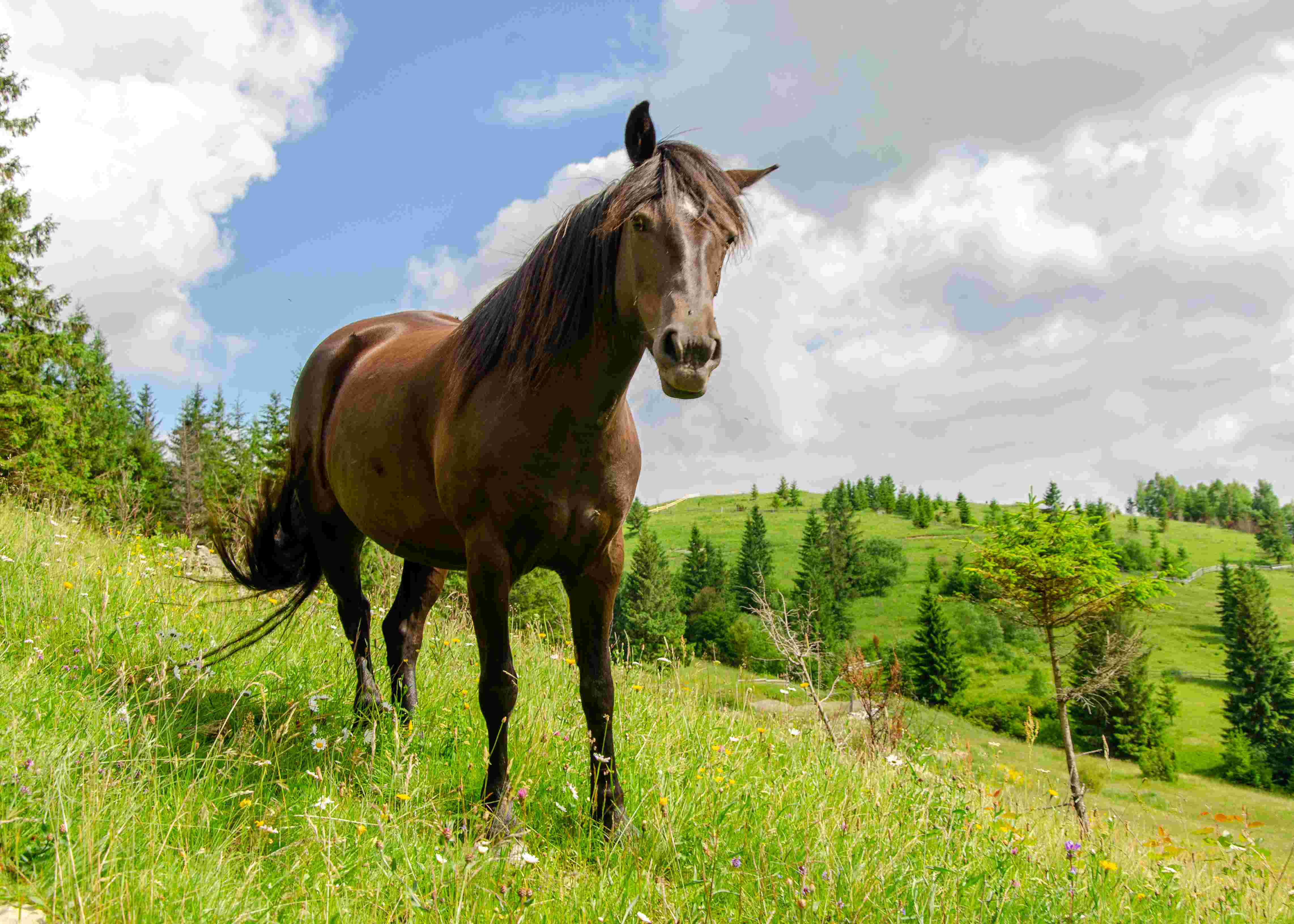 DIY Equestrian Projects for Your High-Country Horse Property: A Sneffels Mountain Guide